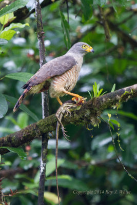 Hawks, Falcons & Kites