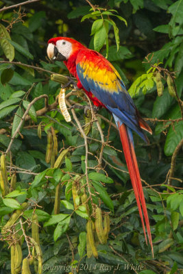 Parrot Family