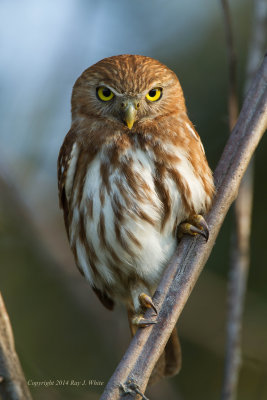 Owls