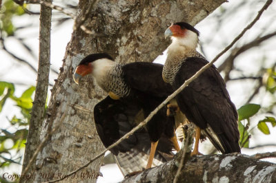 Other Raptors