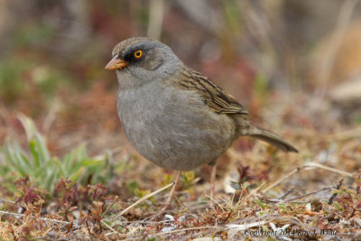 Volcano Junco 6632