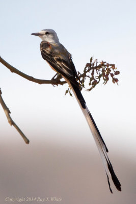 Flycatchers