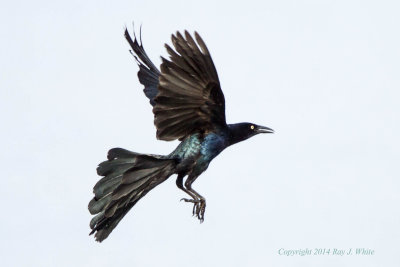 Great-tailed Grackle 3188