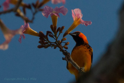 Spot-breasted Oriole 9872