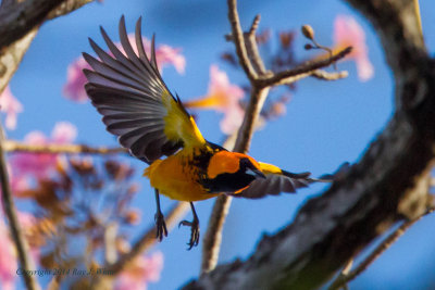 Spot-breasted Oriole 9881
