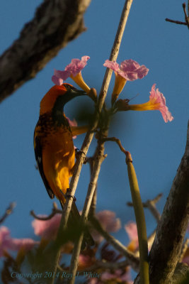Spot-breasted Oriole 9883