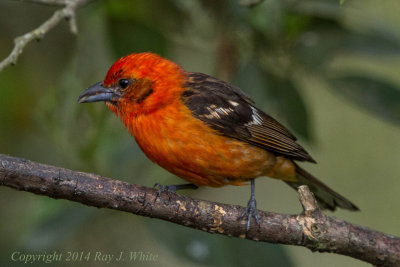 Tanagers & Allies
