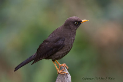 Thrushes