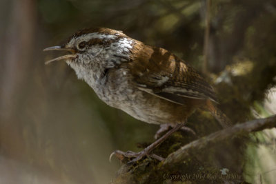 Wrens