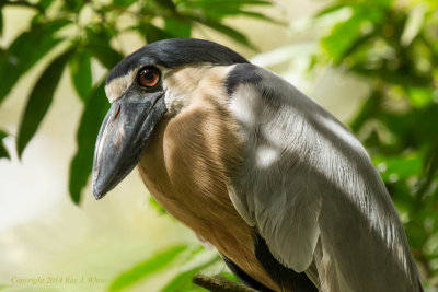 Boat-billed Herons (gallery)