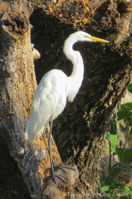 Great Egrets (gallery)