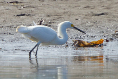 Snowy Egrets (gallery)