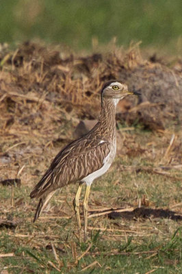 Double-striped Thick-knee 9801