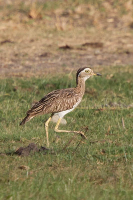 Double-striped Thick-knee 9810