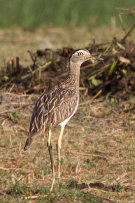 Double-striped Thick-knee 9812