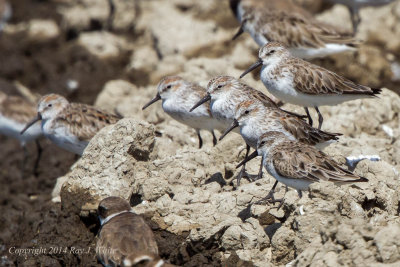 Western Sandpipers 9318