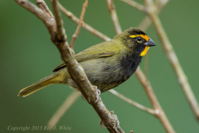 Yellow-faced Grassquit 2942