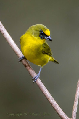 Thick-billed Euphonia female 3030