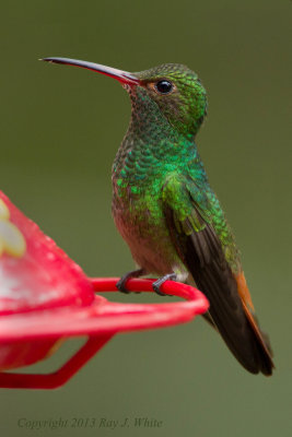 Rufous-tailed Hummingbird 3045