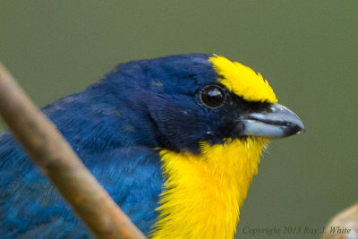 Thick-billed Euphonia 3061