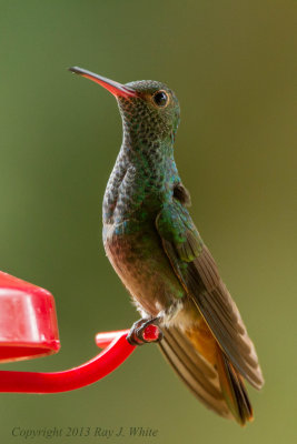 Rufous-tailed Hummingbird 3138