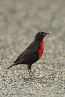 Red-breasted Blackbird