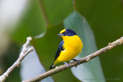 Thick-billed Euphonia 5320