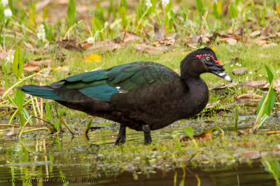 Muscovy Duck