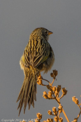 Wedge-tailed Grass-Finch