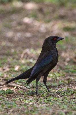 Bronzed Cowbird