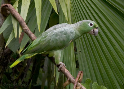 Parrots & Parakeets