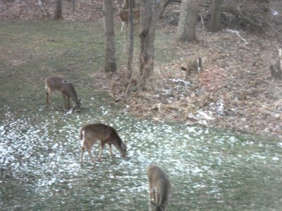20 deer in the yard 02.jpg
