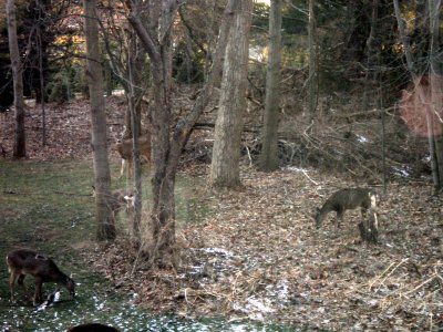 21 deer in the yard 03.jpg