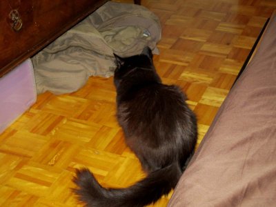 06 Blackjack, aloof.jpg