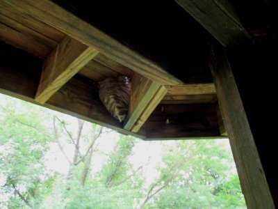 01 Yellow jacket nest under the deck.jpg