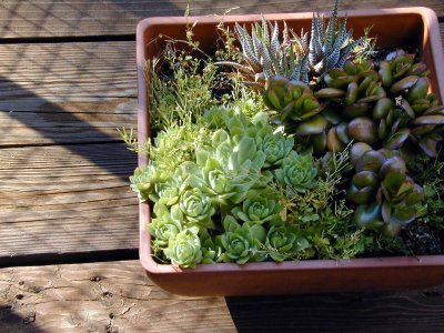 04 Tory's succulents.jpg