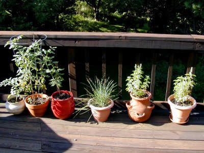 05 Herbs and tomatoes.jpg