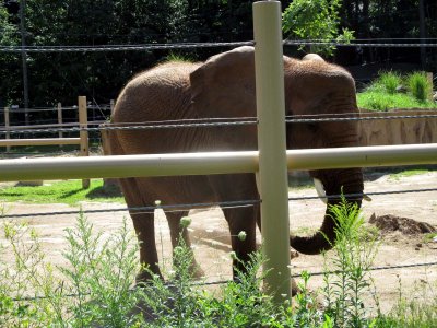 10 Elephants 03.jpg