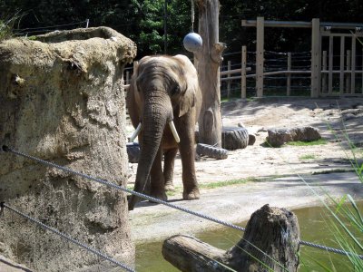 15 Elephants 04.jpg
