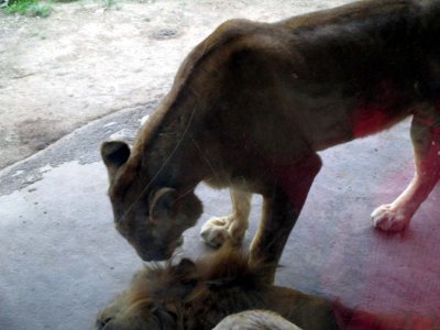 20 Lions 01.jpg