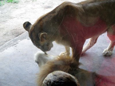 21 Lions 02.jpg