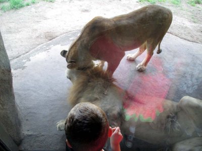 22 Lions 03.jpg