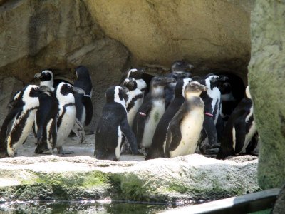 23 Penguins.jpg