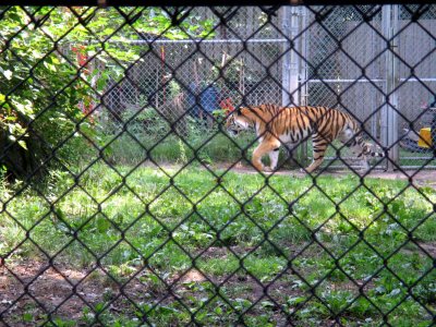 24 Tiger.jpg