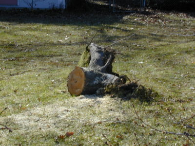 05 Overturned stump.JPG