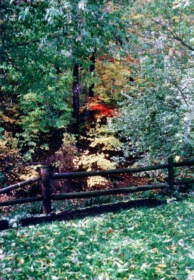 02 Back yard at 126 Burkedale Crescent 02.jpg