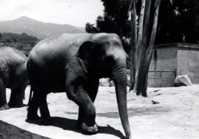 03 Elephant 01.jpg