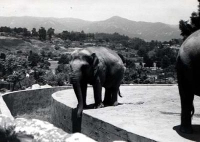 04 Elephant 02.jpg