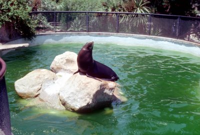 08 Seal 02.jpg