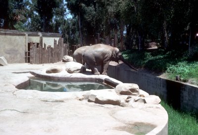 09 Precarious elephants.jpg